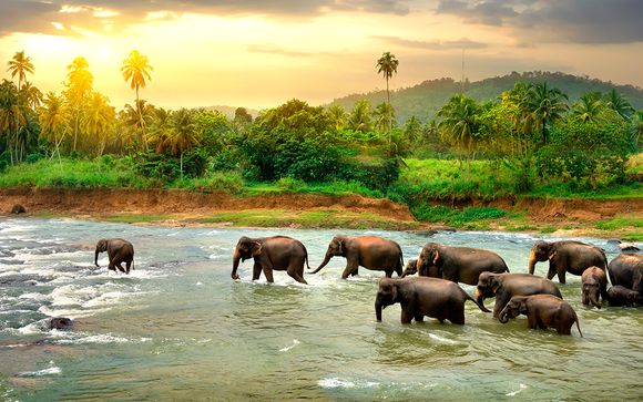 Tour privato Sri Lanka in 5* o 5* lusso con possibile soggiorno al Park Rotana 5* Abu Dhabi