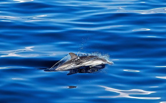 Inbegrepen excursies