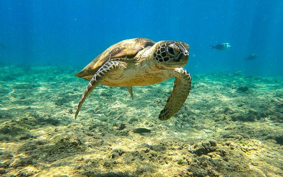 Inbegrepen opties, afhankelijk van de gekozen aanbieding en verblijfsduur