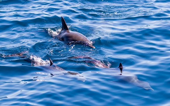 Uw optionele excursies