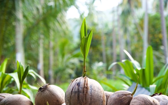 Uw optionele excursies