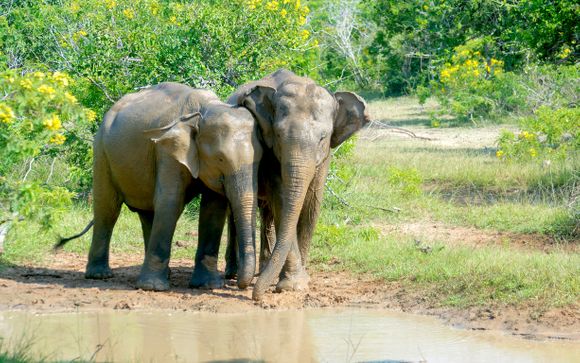 Uw optionele excursies