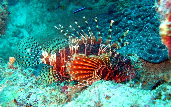 Optionele excursie: Wasini Island Sea Safari