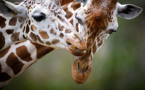 2 nachten safari: Shimba Hills National Reserve & Ngutini/Taita Hills Saltlick
