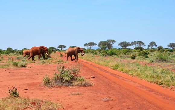 Uw safari indien u kiest voor aanbieding 1