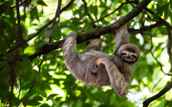 Your optional extras