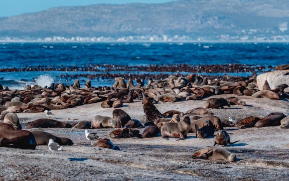 Your optional excursions & extras