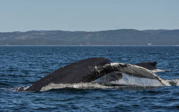 Your optional excursions