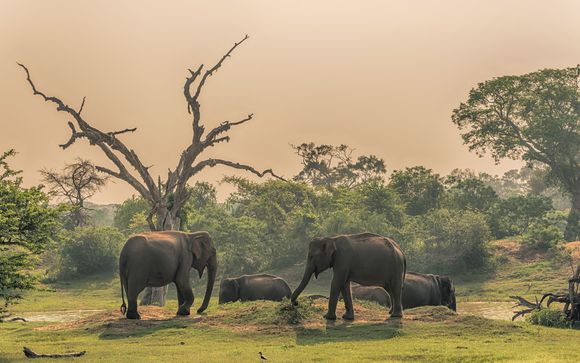 Your optional excursions