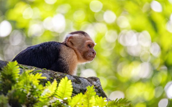 Your optional excursions & extras