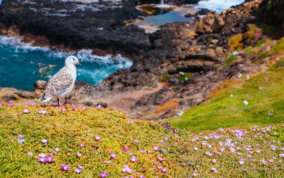 Your optional excursions