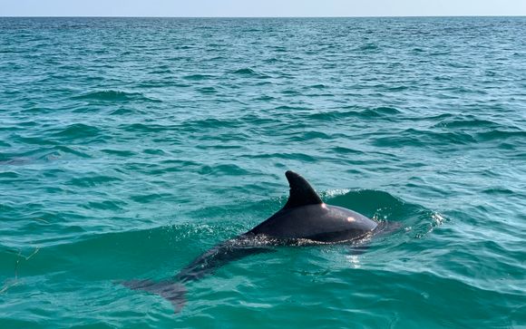 Dolphin-Watching Coastal Cruise
