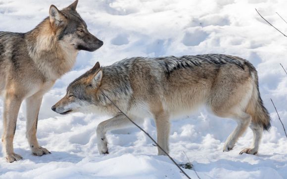 An adventure of a lifetime...