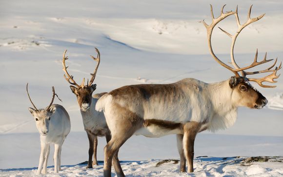 Your Optional Excursions