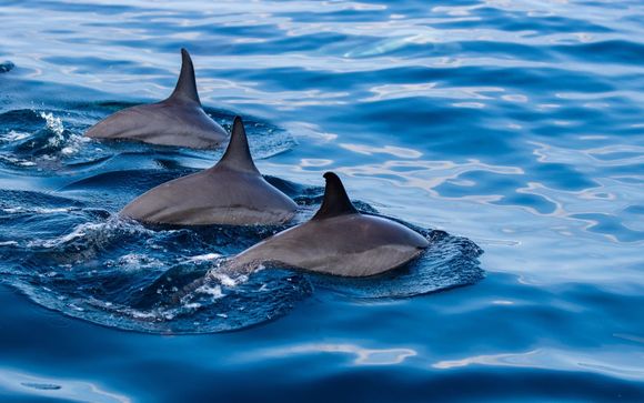 Your Included Excursions