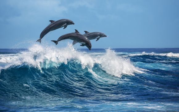 Dolphin watching and snorkelling