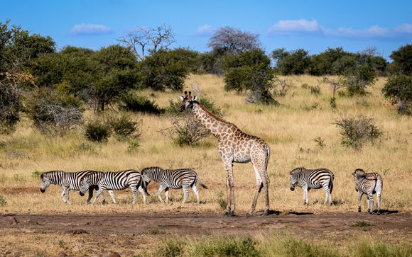 10 night safari