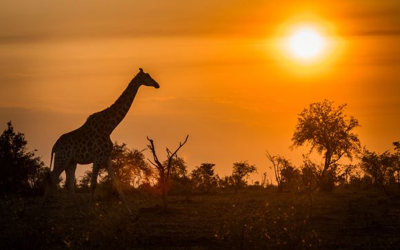 8 night safari