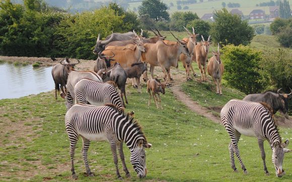 Livingstone Lodge At the Port Lympne Reserve and Howletts Wild Animal Park  4* - Kent - Up to -70% | Voyage Privé