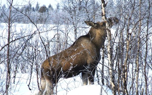 Your Optional Excursions