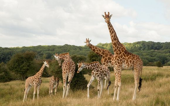 Elephant Lodge at the Port Lympne Reserve & Howletts Wild Animal Park 4* -  Kent - Up to -70% | Voyage Privé