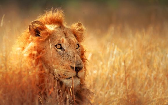 South Africa Tour with Optional Park Regis Kris Kin Dubai 5*