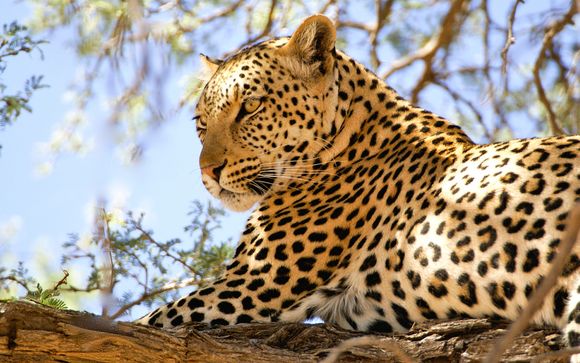 Simba Safari & White Paradise Resort Zanzibar 4*
